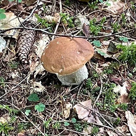 Sogno Delle Dolomiti Διαμέρισμα