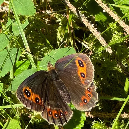 Διαμέρισμα Sogno Delle Dolomiti Calalzo di Cadore